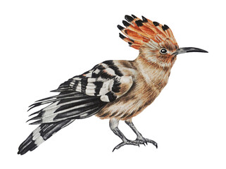 The hoopoe bird on white background. Hand drawing. Watercolor illustration. Clip art. © Mewlish art