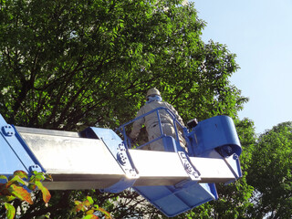 都会の街路樹の枝打ち