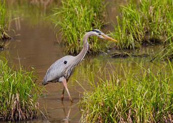 Great Blue Heron Wading in a Wetland