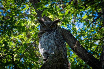 A great horned owl sitting in a tree surrounded by lots of leaves