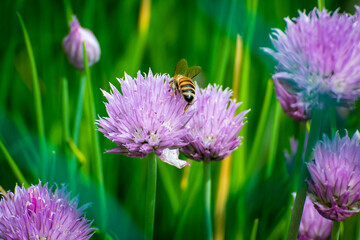 A bee sitting on the flower of a scallion flower