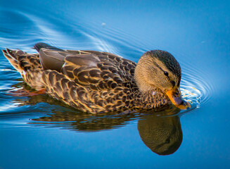 Swimming mallard duck on calm pond with ripples and reflection in the water.