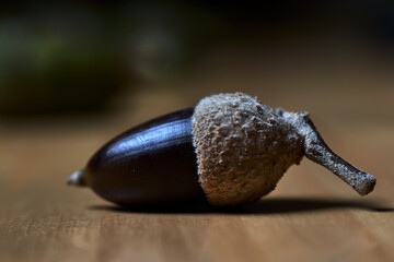Brown acorn, with its shell, on a wooden table