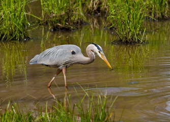 Great Blue Heron Captures a Meal in a Wetland