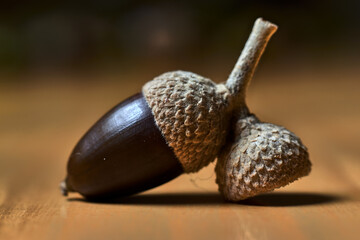 Brown acorn, next to an empty shell, on a wooden table