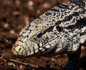 close up of a lizard