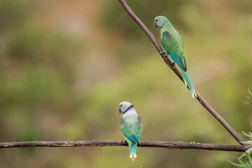 Malabar parakeets on branch