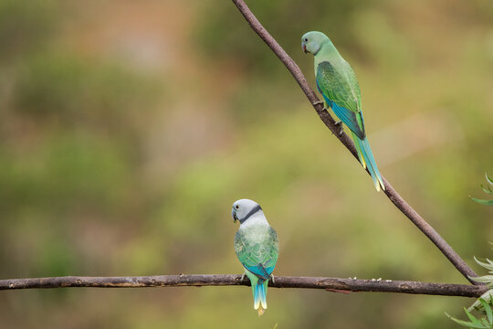 Malabar parakeets on branch