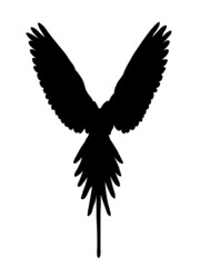Wings, parrot, bird species, nature, ornithology,