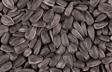 Sunflower seeds background. Pile of fried sunflower seeds.