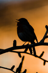 silhouette of a European Robin bird