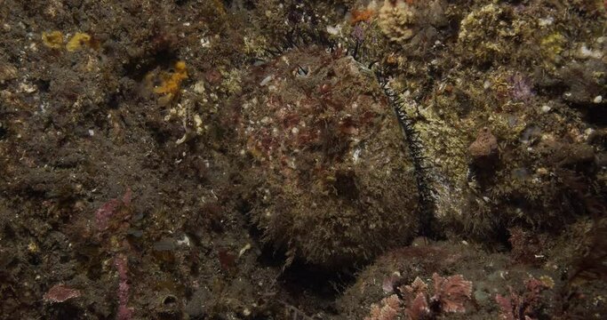 Rare black abalone off Southern California.