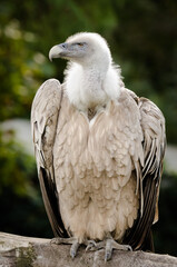 white tailed eagle
