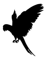 Wings, parrot, bird species, nature, ornithology,