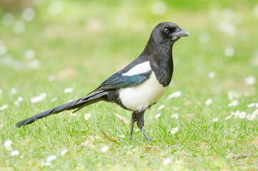 bird on a grass