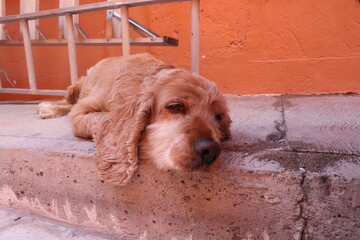 Mi cocker spaniel descansando. 03