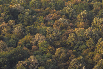 Colorful texture of treetops in autumn