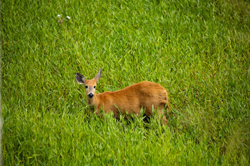 Cervo-do-pantanal femea