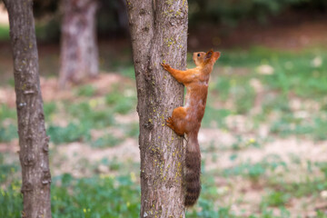 Squirrel on a tree in the Park. A squirrel with a fluffy tail on a blurry background.