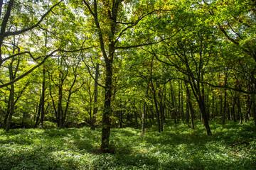 奥日光　遊歩道の森林
