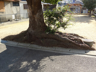 変形した街路樹の根