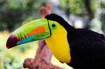 Rainbow-billed toucan in the jungle of Costa Rica. 