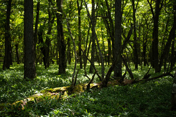 奥日光　遊歩道の森林