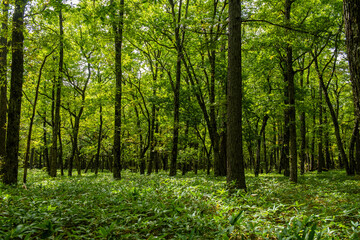 Obraz premium 奥日光 遊歩道の森林