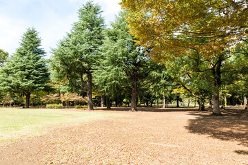 (東京都ｰ都市風景)休日の代々木公園風景７