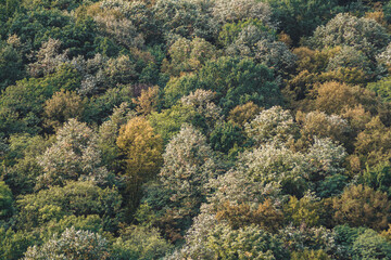 Fototapeta premium Colorful texture of treetops in autumn