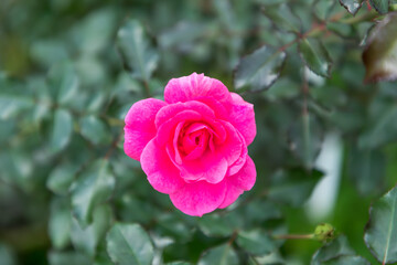 (東京都ｰ自然風景)代々木公園に咲くバラ６