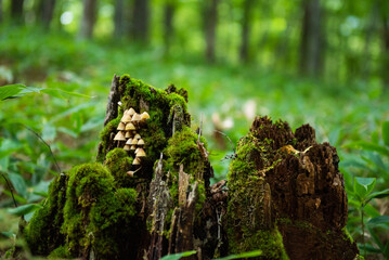 奥日光　朽木に生えたキノコ