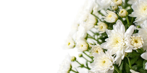 White chrysanthemum flowers and buds corner.