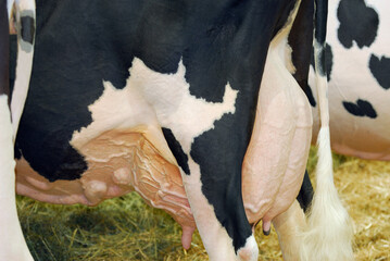 Holstein milk cows in the barn showing full udder