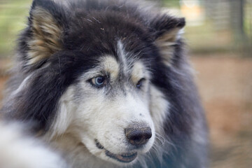 a dog longhaired with multi-colored husky eyes