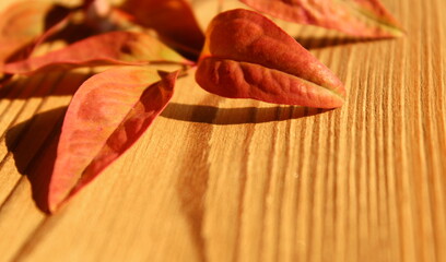 Foglie rosse in autunno sul tavolo di legno