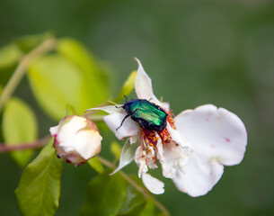 Large green bronze beetle feeds on rose petals.