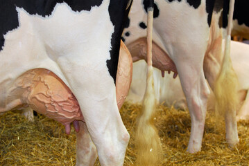 Holstein cows in the barn with udders ready to be milked