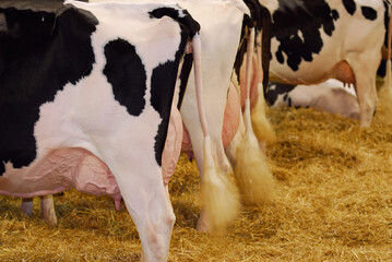 Row of Holstein milk cows in the barn showing their udders © Reimar