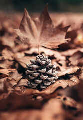 a small pine cone lying between autumn leaves. autumn land in the park