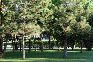 Obraz premium Southern pine Park