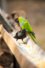 p&aacute;ssaro negro 