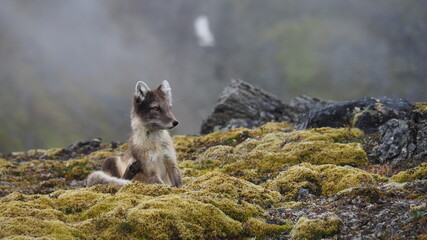Arctic fox scratching itself while sitting on the tundra. Norway, Svalbard, Hornsund.