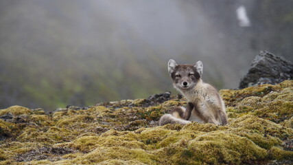 Arctic fox scratching itself while sitting on the tundra. Norway, Svalbard, Hornsund.