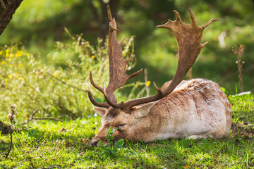 Fallow deer stag Dama Dama in a forest