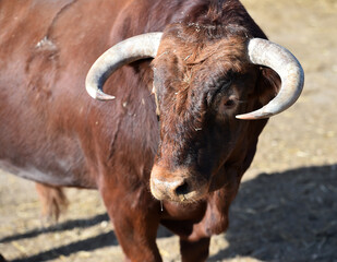 toro español con grandes cuernos