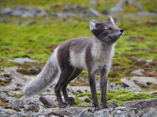 A dreamy, snub-nosed Arctic fox. Norway, Svalbard, Hornsund.