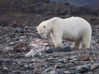 An arctic fox trying to eat a piece of a reindeer hunted and eaten by a polar bear.