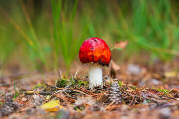 amanita muscaria, fly agaric or fly amanita basidiomycota muscimol mushroom