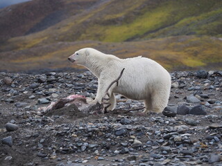 A polar bear eating a hunted reindeer. Norway, Svalbard, Hornsund.